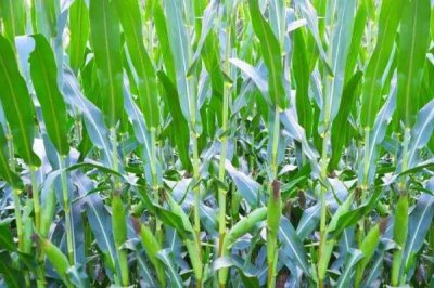 DF909玉米品种的特性，适宜播期4月下旬至5月上旬