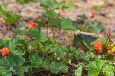 云莓的价格,最高卖到200元一斤