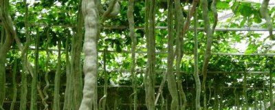 蛇瓜的种植技术,通常在2月上旬播种