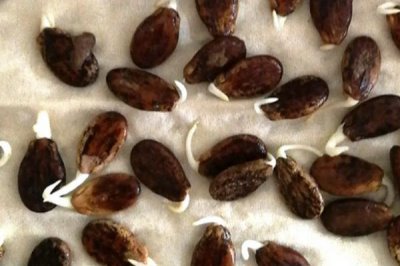 西瓜籽的催芽方法,以下2种方式均可使用
