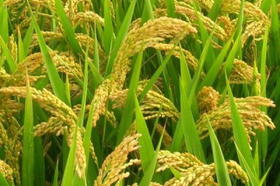 研究籼型杂交水稻有什么意义，可以解决我国人多粮少的问题