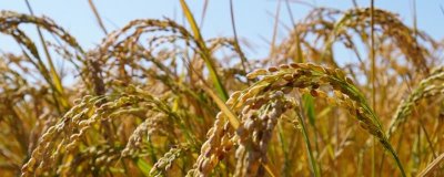 天隆粳391水稻种简介，该品种主茎11片叶