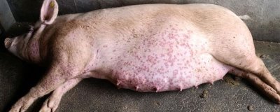 猪身上为何会出现红点,可能是蚊虫叮咬等原因所导致