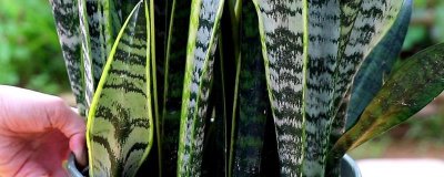 虎尾兰的种植技术，可分株繁殖也可扦插繁殖