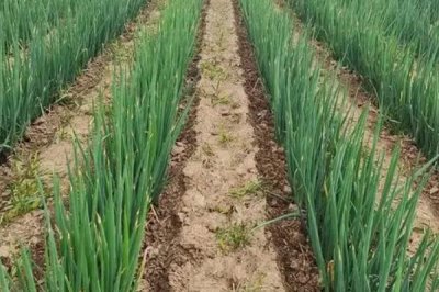 葱叶为什么会出现白斑,可能是葱蓟马、斑潜蝇、灰霉病等病虫害所导致