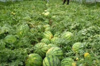 西瓜底肥怎么施,一般都会使用有机肥