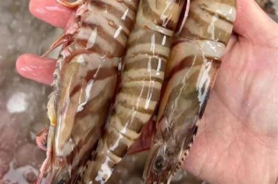 竹节虾和明虾有什么区别,前者呈蓝褐色、后者呈青蓝色或棕黄色