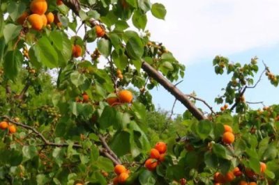 杏果病虫害的防治方法,雨季需及时排水