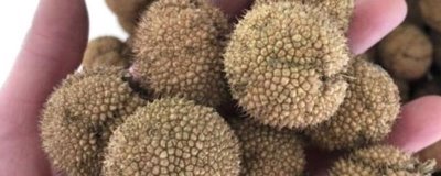 梧桐树种子怎么采收,9月至10月采收为佳