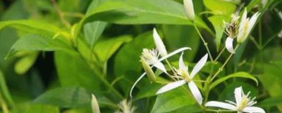 甘草的种植技术，种子需要泡种处理