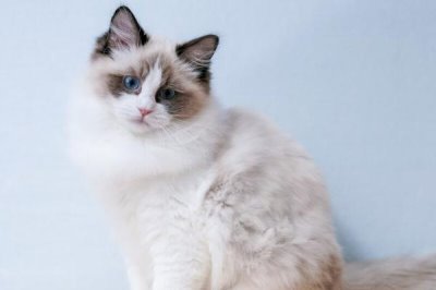 布偶猫怎么养,体重最重的猫之一