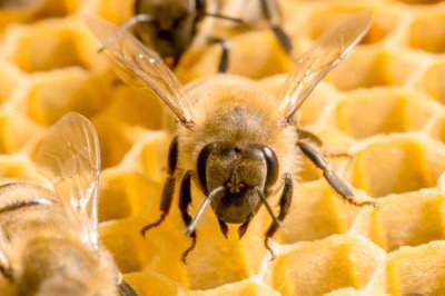 夏季蜂群的管理要点，核心工作是防暑降温