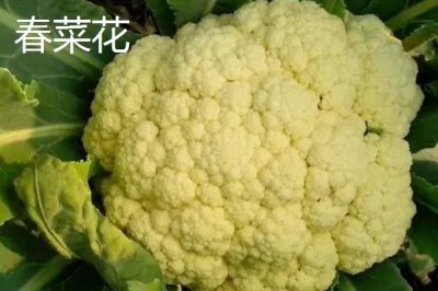 椰菜花的适宜种植时间，定植过早不利于发育