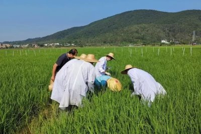如何正确使用吡嘧磺隆,对水稻幼苗期有一定药害
