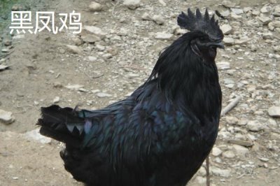 乌鸡的产地,原产自江西省的泰和县武山