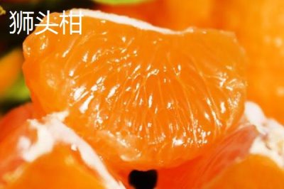 狮头柑和丑橘的区别,品种、别称和外观均不同