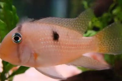 藩王食土鲷好不好养，饲养难度并不大