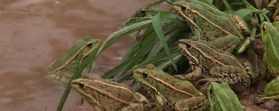 黑斑蛙养殖技术，养殖场地要确保有一定高度