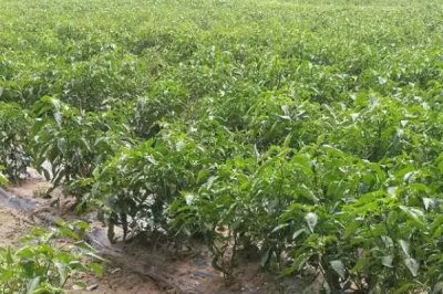 阳台种辣椒怎么掐尖,长到16cm的时候便可进行