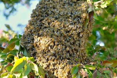 中华蜜蜂怎么养殖,温度较高时要在蜂箱四周洒水降温