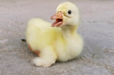 一个月的鹅一天喂几顿，一天喂4-5顿比较好