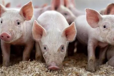 小苏打在养猪中的作用,可促进生长增体重