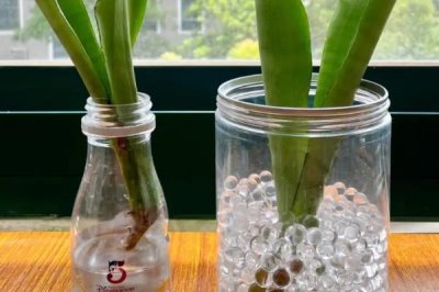 水培虎皮兰如何快速生根,刚上盆养护的小苗需要经常换水