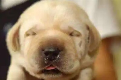 狗狗感冒恢复护理方法，一定要注意给狗狗保暖