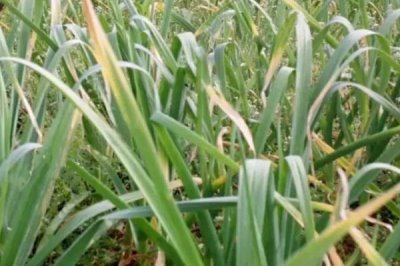 大蒜根腐病的原因,品种不抗病或重茬连作都会导致