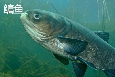 鳙鱼和鲢鳙是不是同一种鱼,二者的头部和体色有明显区别
