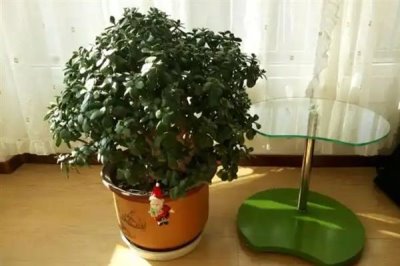 冬青树的价格，会受到规格、品种、市场等条件的影响