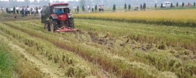 稻草还田技术，在成熟时应立刻收获