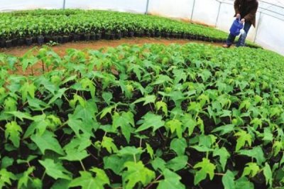 木瓜种子常见品种及育苗方法，番木瓜主要种植在我国热带省份