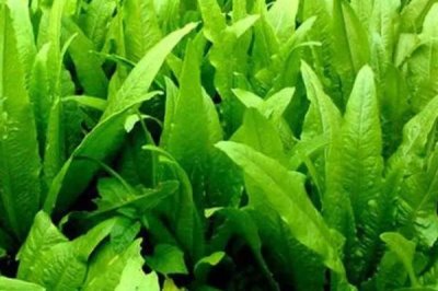 种植哪些蔬菜可以致富,青蒜、油麦菜、小白菜等品种均为适宜选择