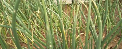 葱叶为什么会出现白斑,可能是葱蓟马、斑潜蝇、灰霉病等病虫害所导致