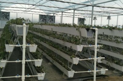 草莓无土栽培技术,栽培槽有下挖式栽培槽和高畦栽培槽两种