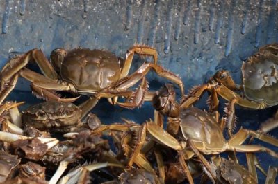 螃蟹养殖的条件，要为其提供新鲜的食材