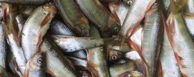 马口鱼的养殖技术,在3-4月份投放鱼苗