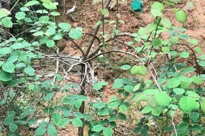 杈杷果苗的价格,各地区的售价有差异