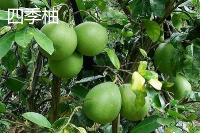 柚子何时成熟上市,一般集中在10-11月份