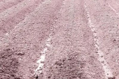 巴戟天栽培技术,选择有一定肥力的砂壤土