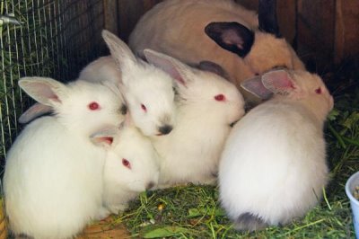 养兔需要具备哪些条件，首先根据数量决定场地大小