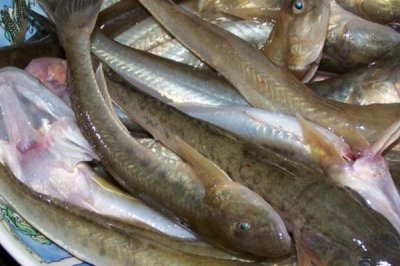 沙光鱼的产地,在中国的沿海地区都有分布