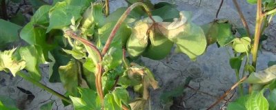 棉花受到药害怎么补救,可通过喷洒清水稀释农药