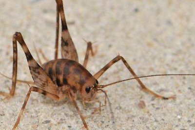 蟋蟀的品种介绍,常见的有中华蟋蟀、大棺头蟋蟀等