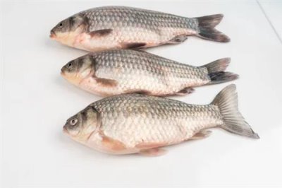 鲫鱼一年可以增重多少，人工养殖一年能增长150-200克左右