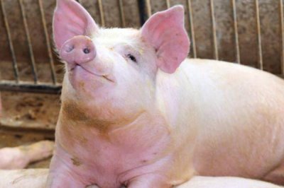 育肥猪拉黑稀的原因,可能是患有猪回肠炎