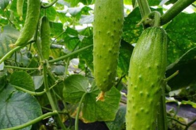 种植黄瓜的方法,缓苗后要中耕松土