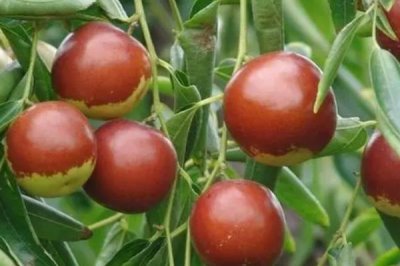 冬枣裂果的原因,可能是水分失调或营养失衡等