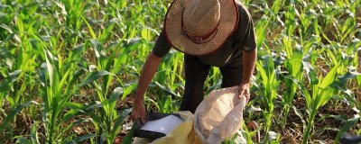 玉米的追肥时间,不同生长阶段的需肥量不同